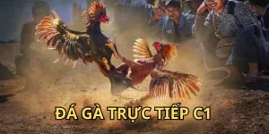 đá gà trực tiếp c1