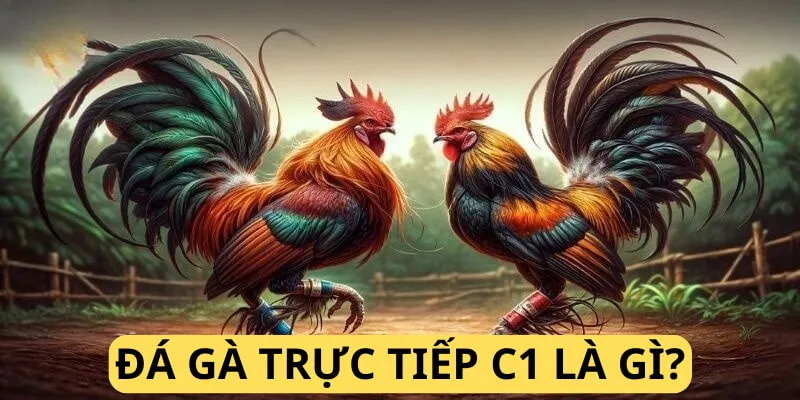 Đá gà trực tiếp C1 là giải đấu cho những con có cân nặng trên 4kg