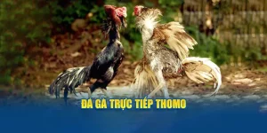 đá gà trực tiếp thomo